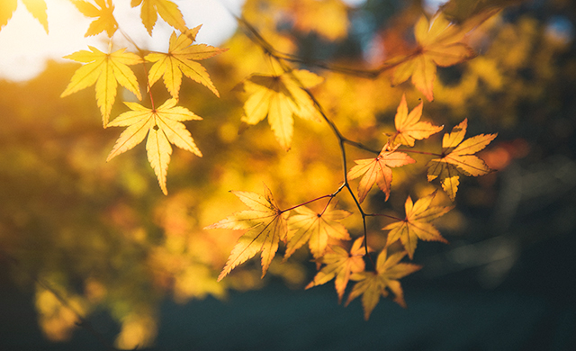 今日寒露丨天氣漸涼，大家記得添衣保暖哦~